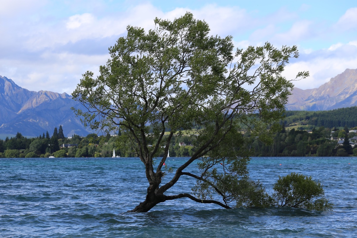 That Wanaka Tree