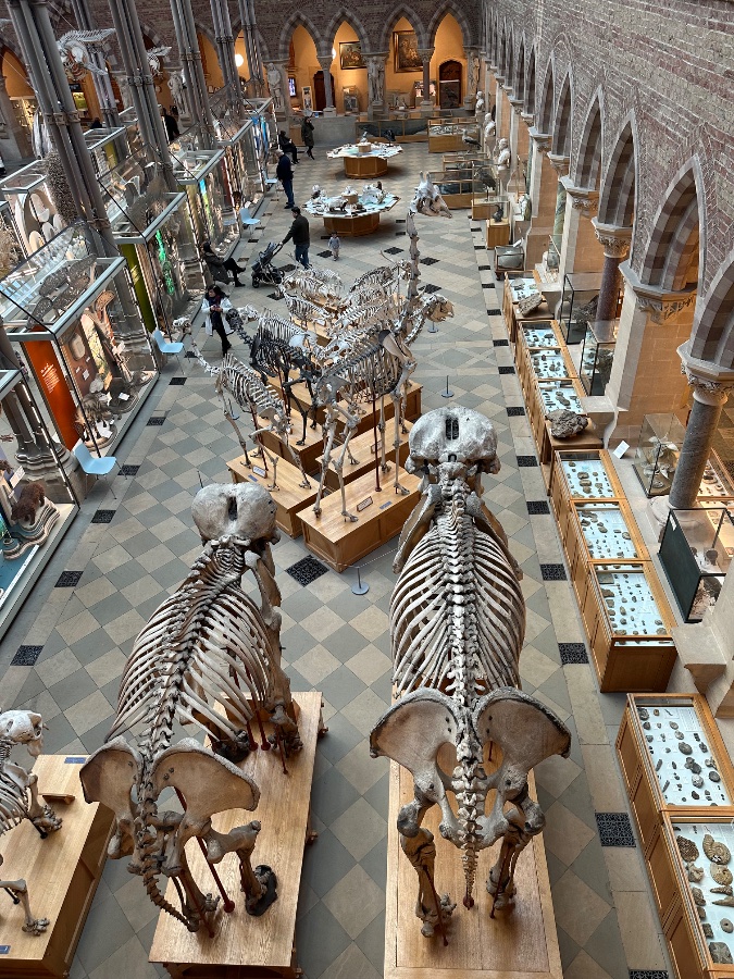Oxford University Museum of Natural History