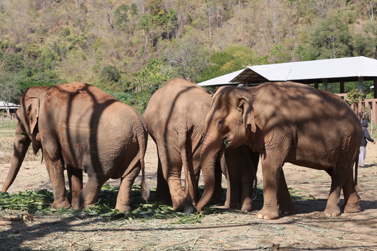 Elephant Sanctuary Gathering