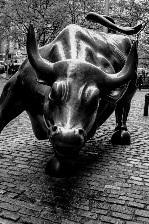 Charging Bull