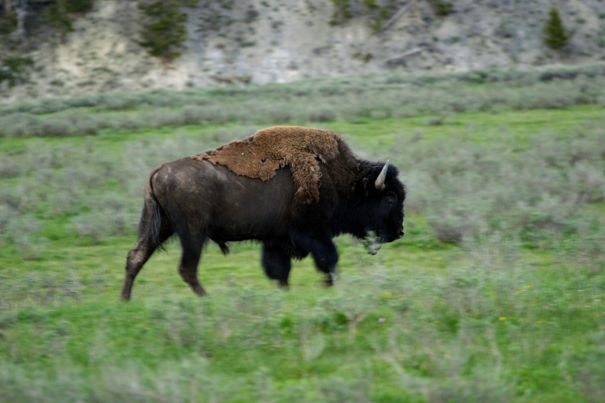 American Bison