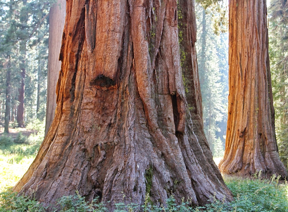 Giant Sequoia Trees