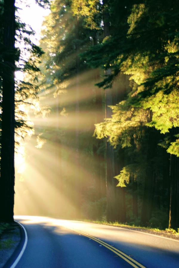 Sunlit Redwood Highway