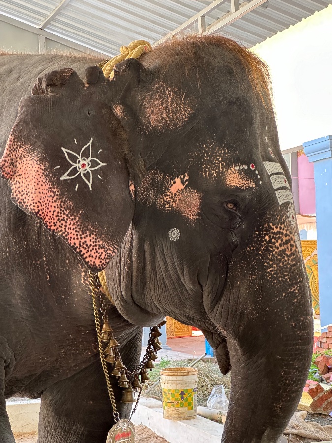 Decorated Temple Elephant