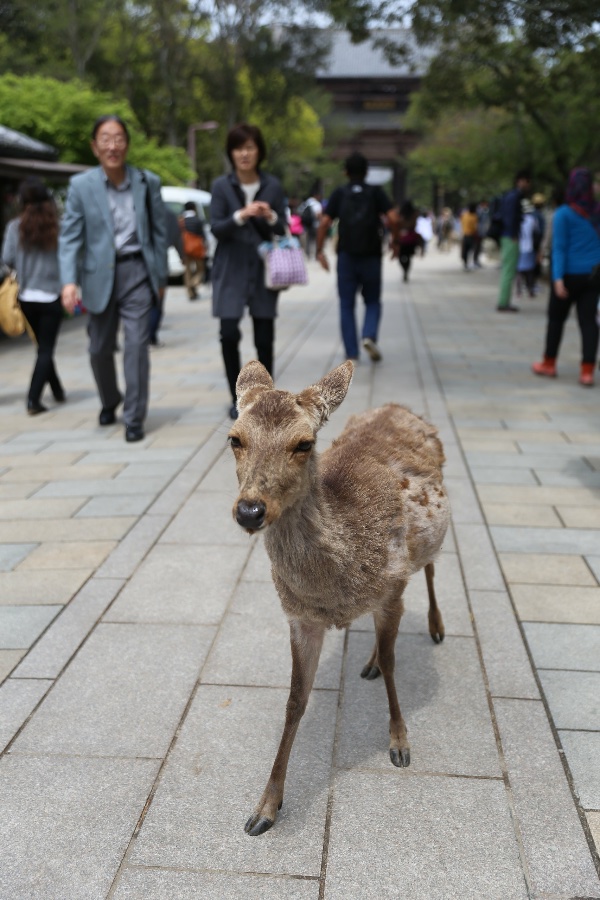 Nara Park Deer