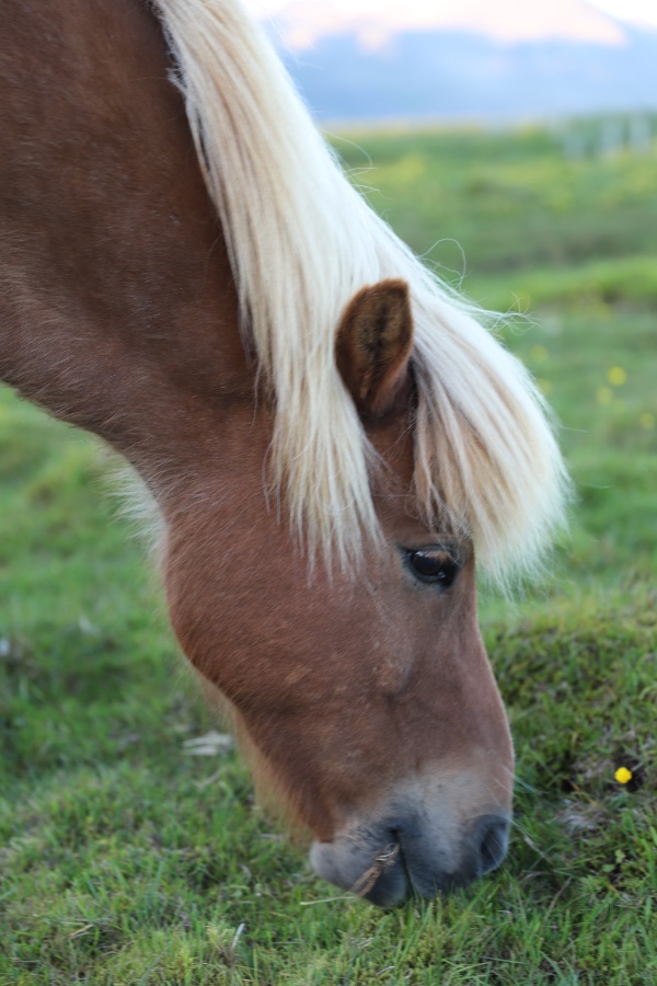 Icelandic Horse Grazing