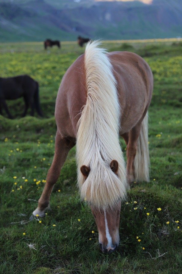 Icelandic Horse Grazing