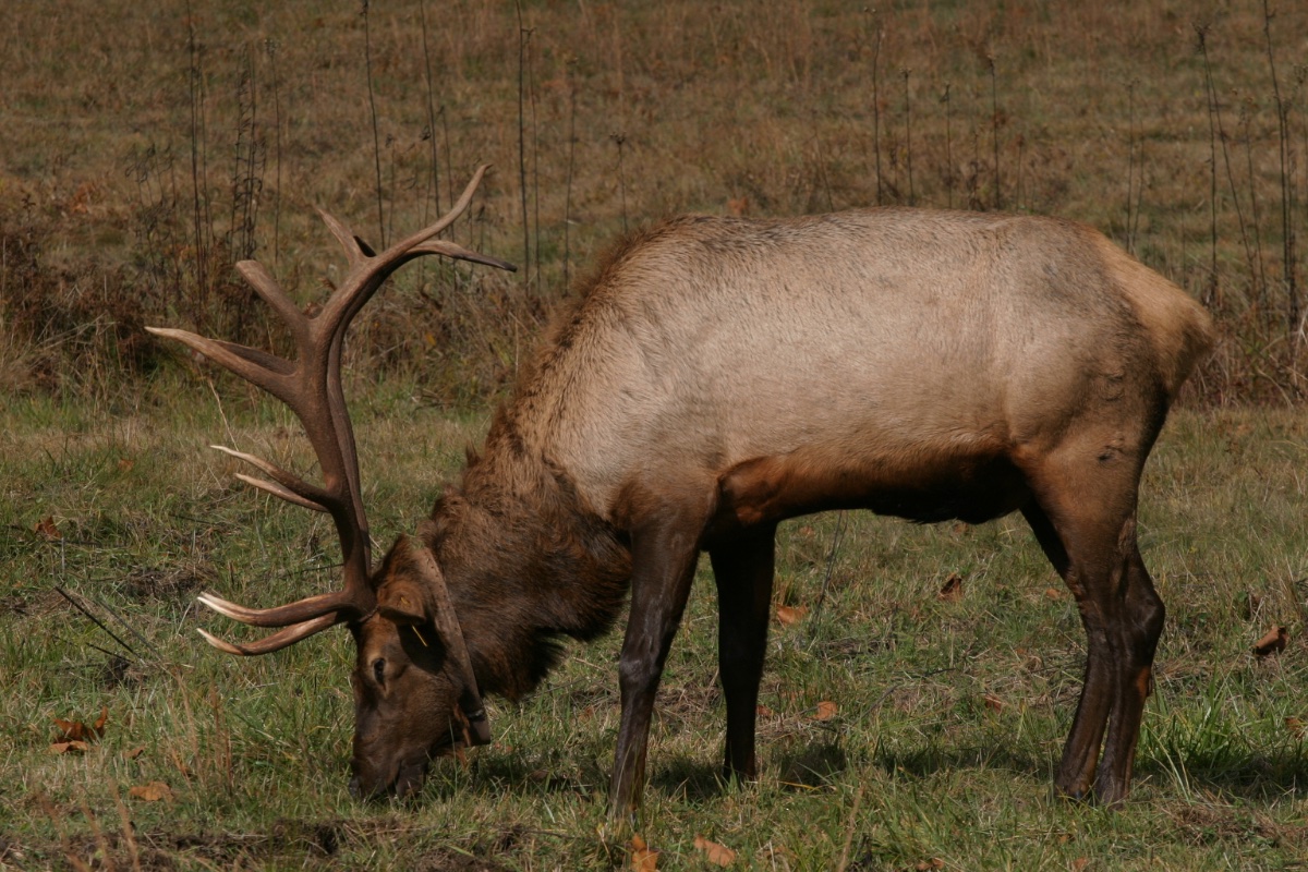 Grazing Elk in Meadow