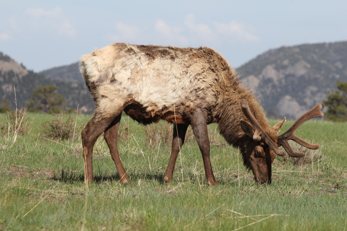 Grazing Elk in Rocky Mountain National Park