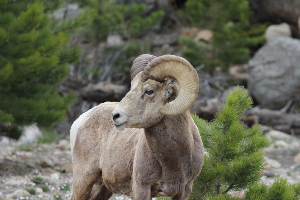 Bighorn Sheep in the Wild