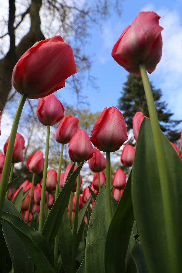 Tulips in Keukenhof