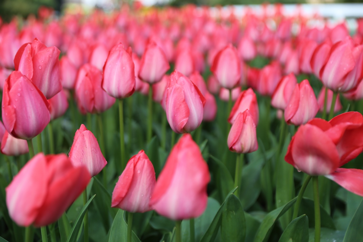 Keukenhof Tulip Gardens