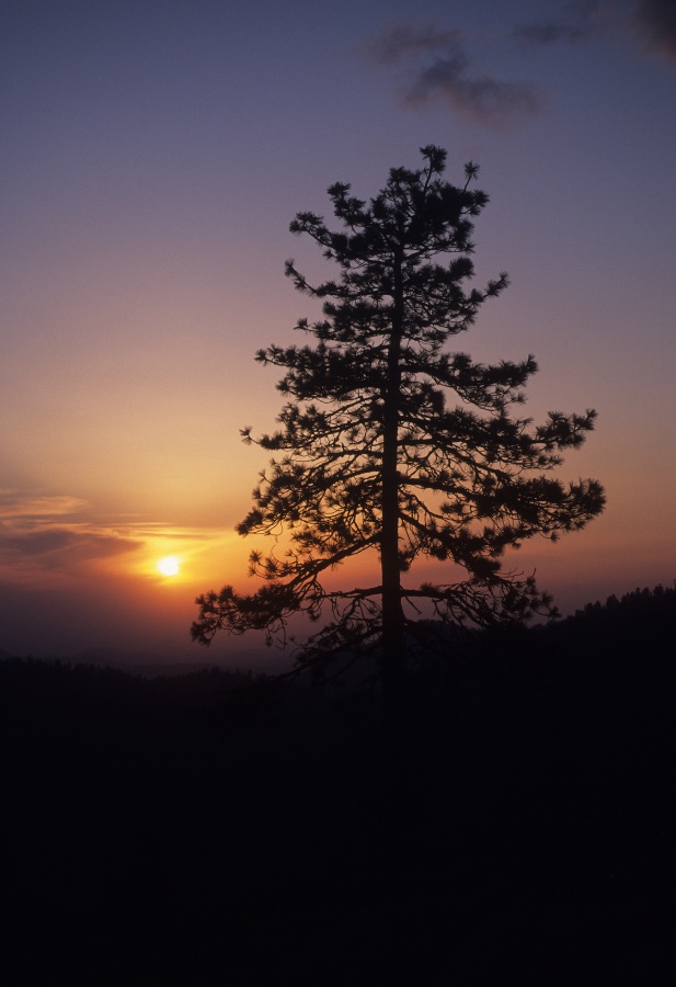 Sequoia Sunset