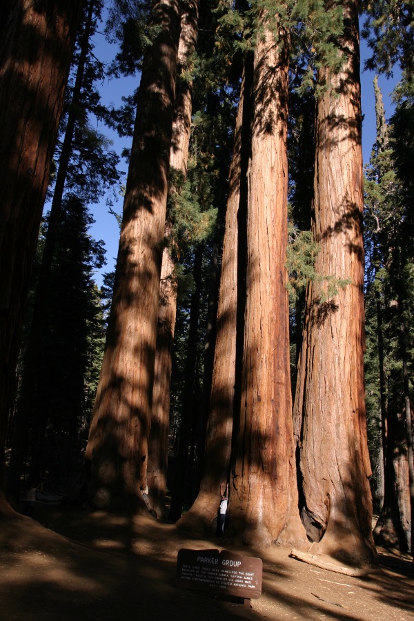 Giant Sequoias