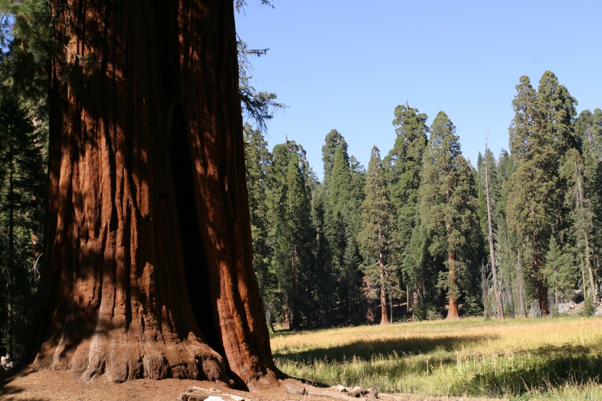 Giant Sequoia Trees