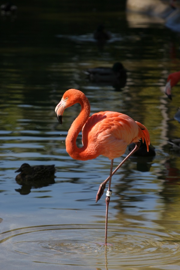 Flamingo, San Diego Zoo