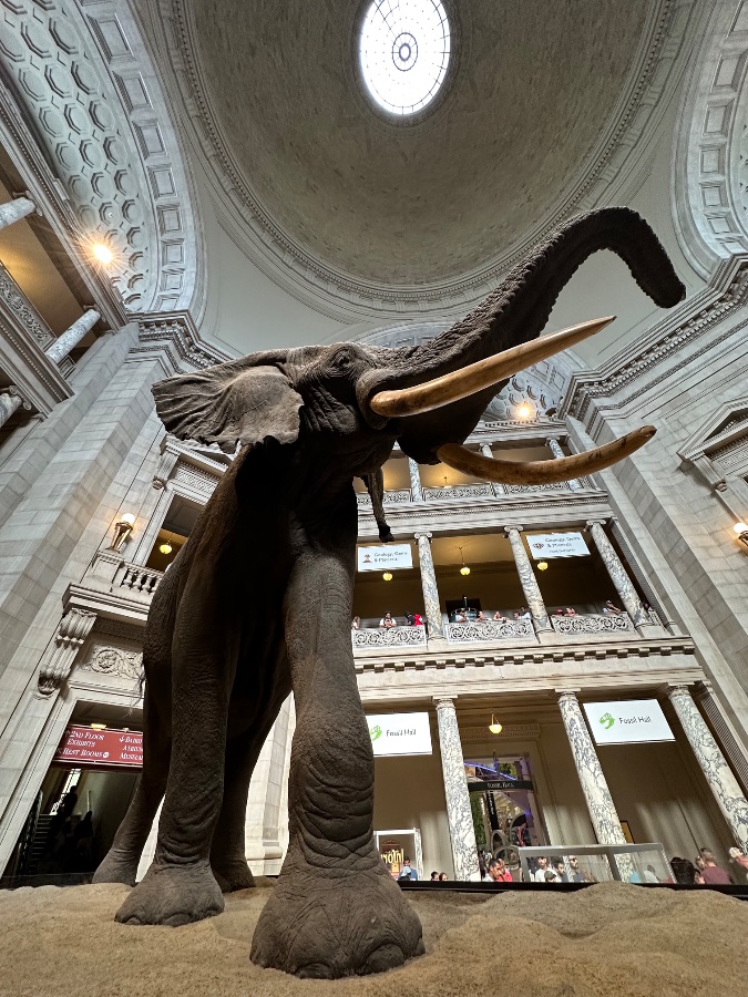 Henry the Elephant