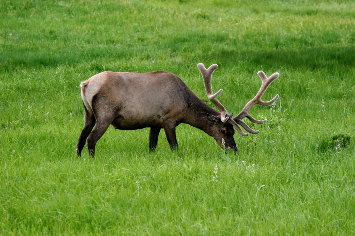 Grazing Elk