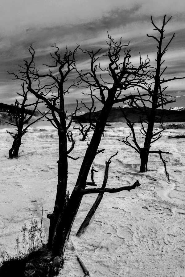 Yellowstone Ghost Trees