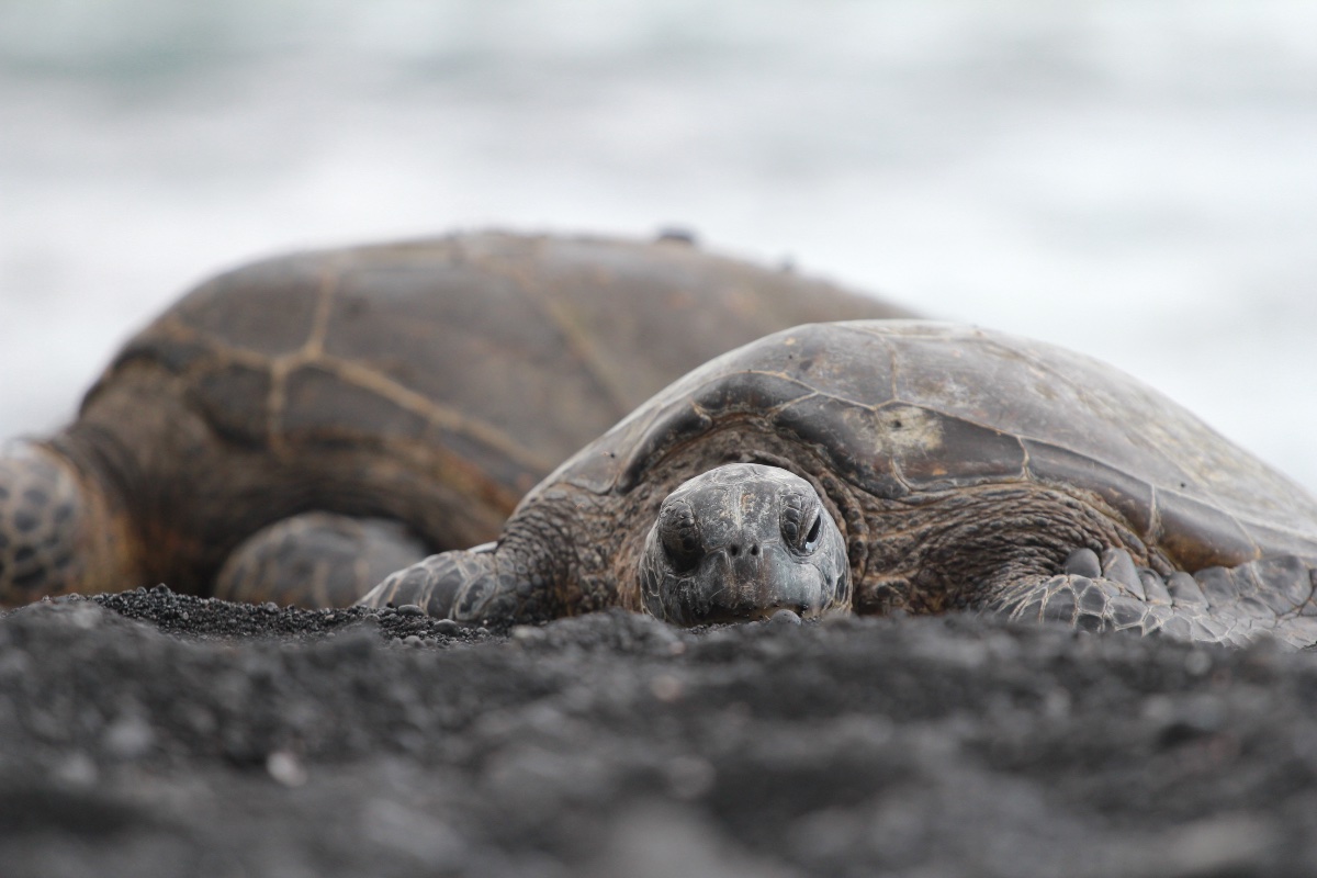 Black Sand Beach Turtles