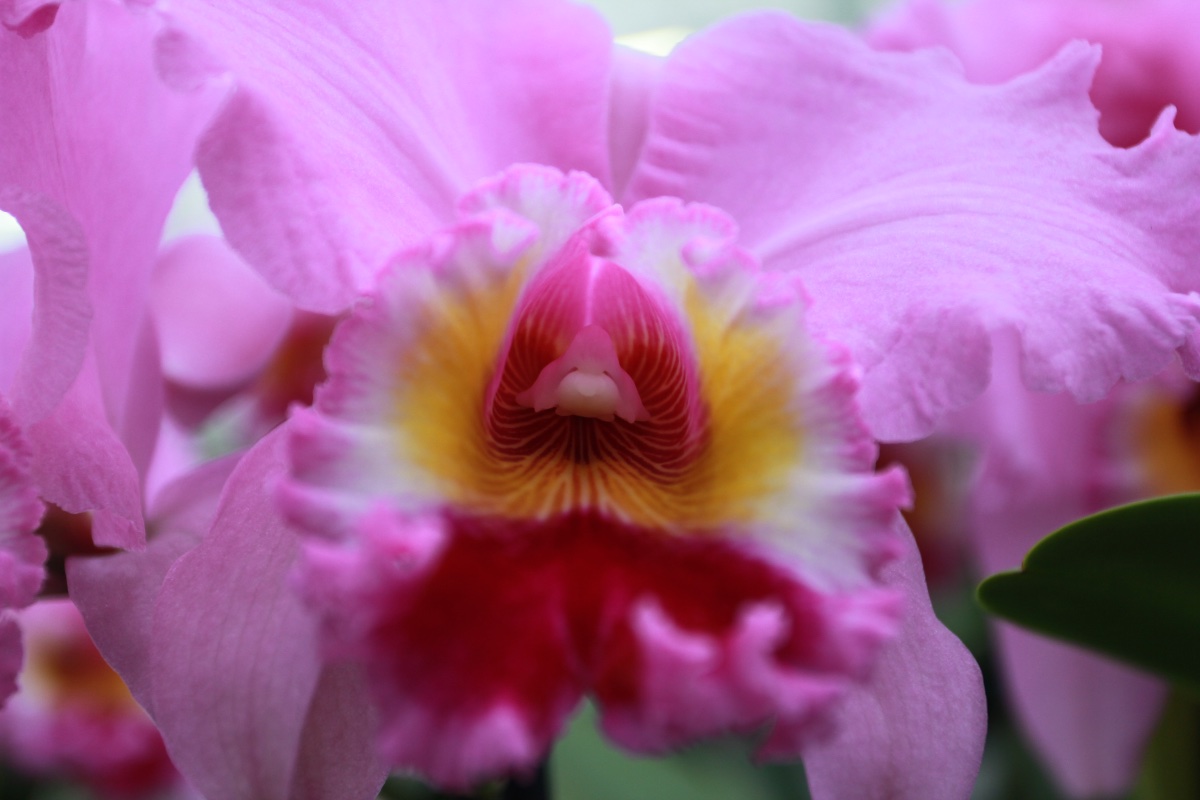 Vibrant Cattleya Orchid