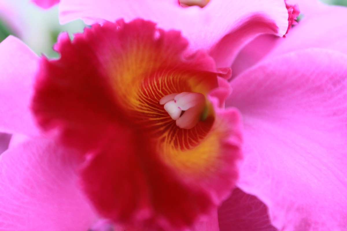 Vibrant Orchid Close-up