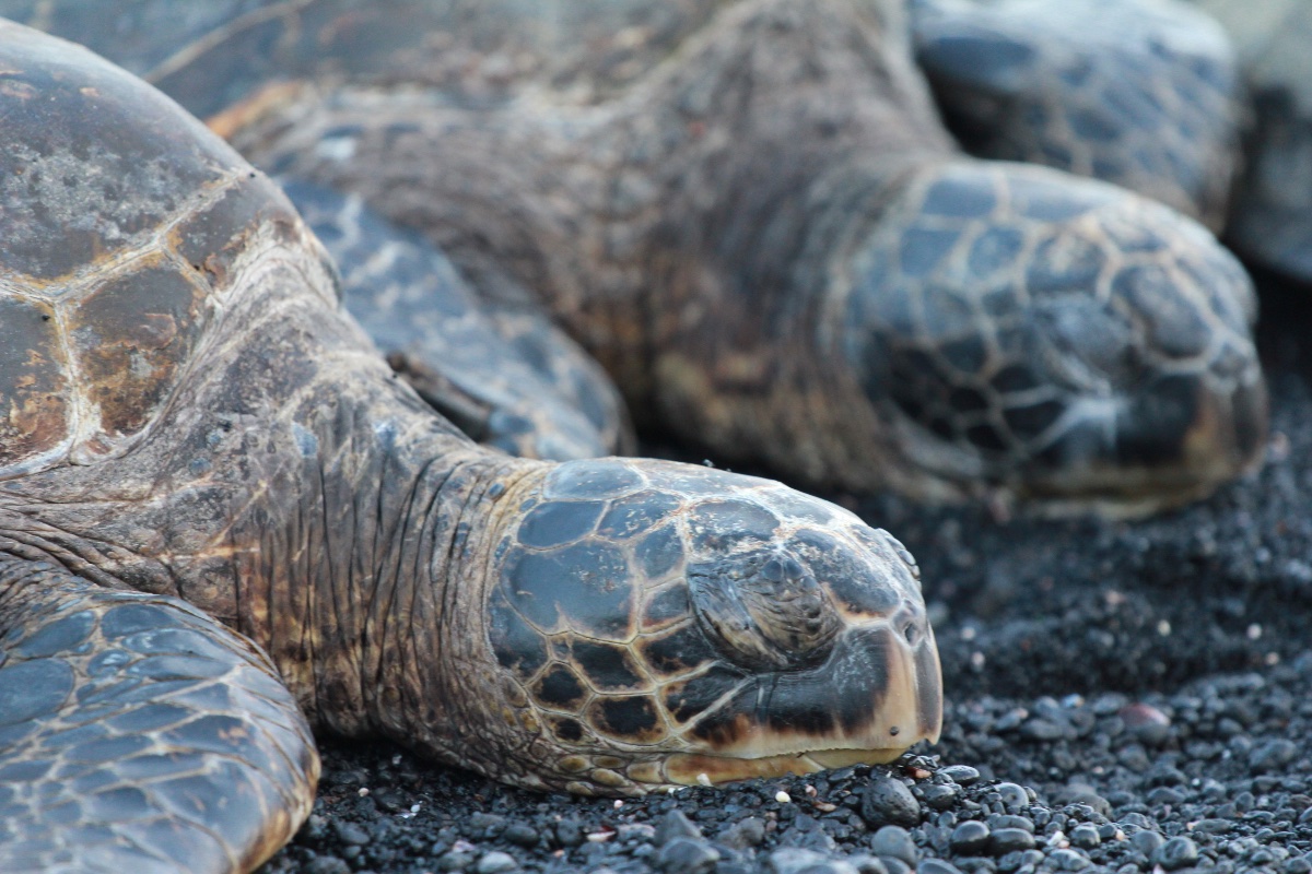 Sleeping Sea Turtles