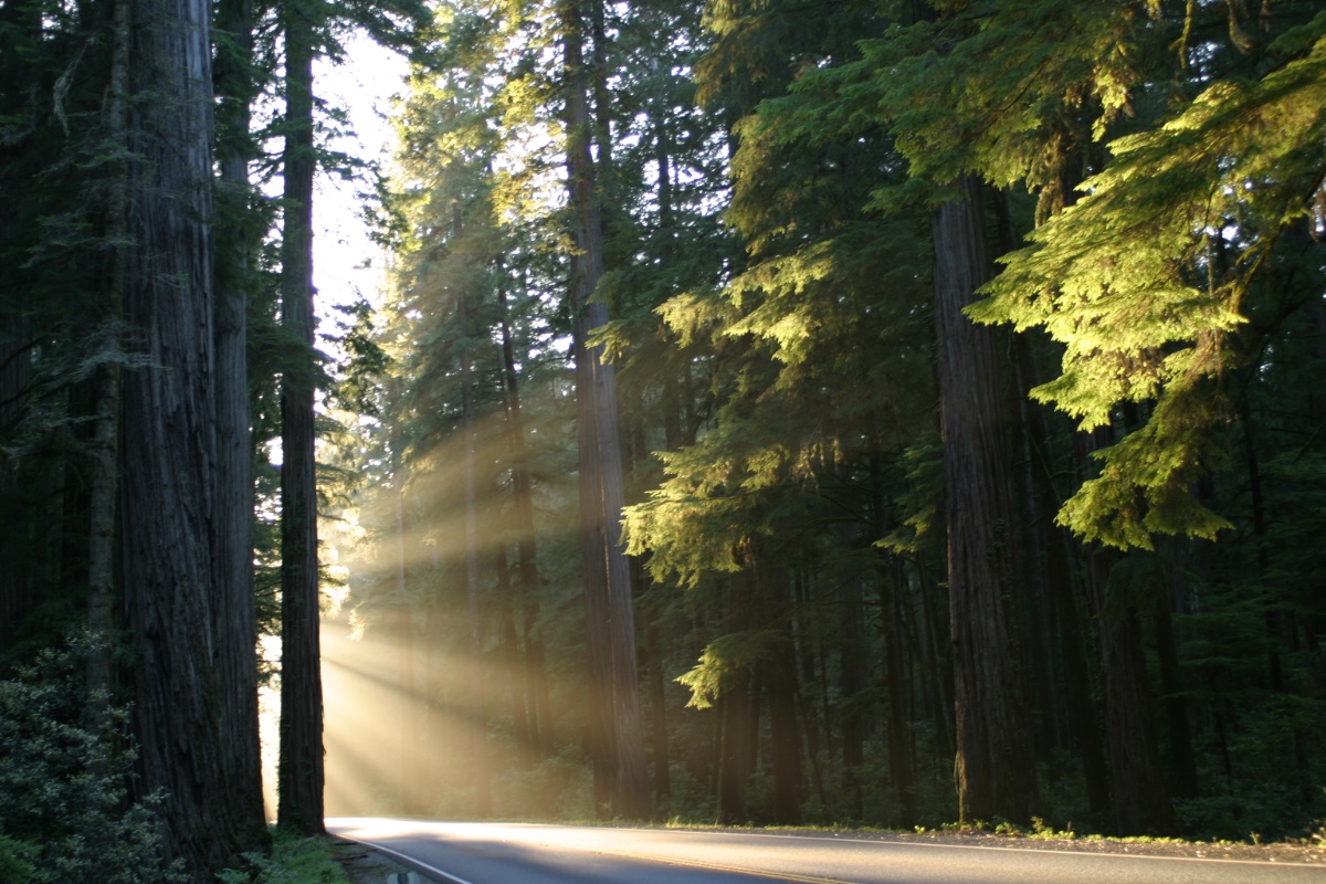 Redwood National Park