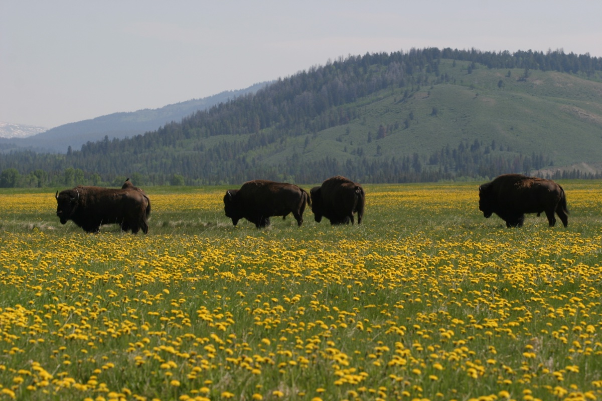Bison in Yellowstone