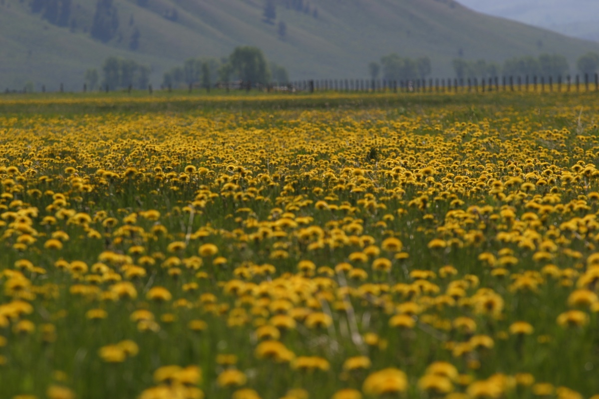 Field of Dandelions