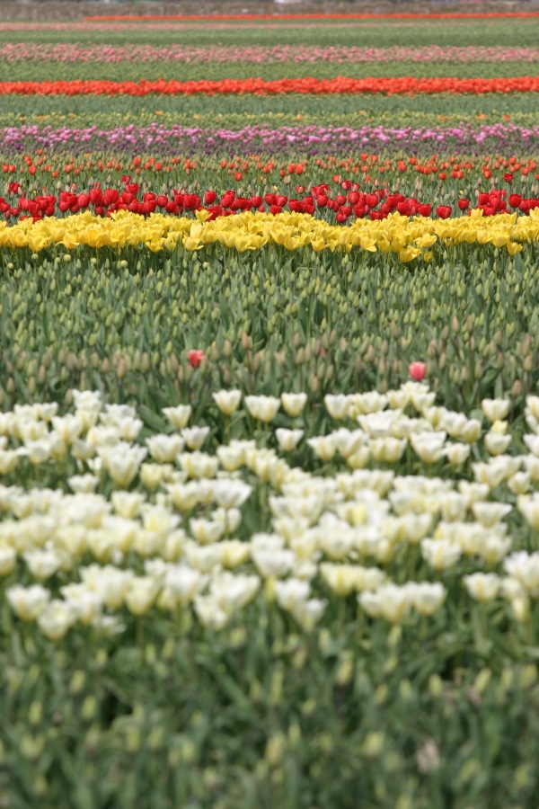Tulip Fields