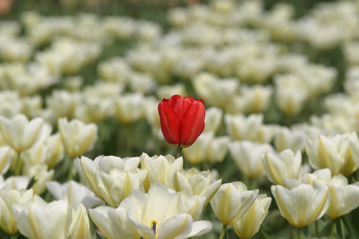 Unique Red Tulip