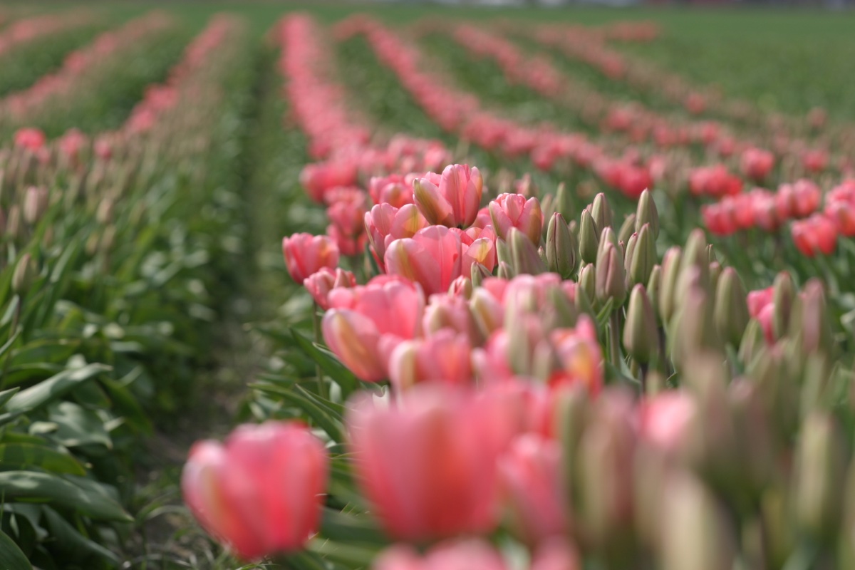 Tulip Fields