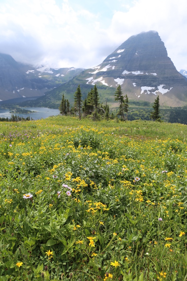 Glacier National Park Meadow