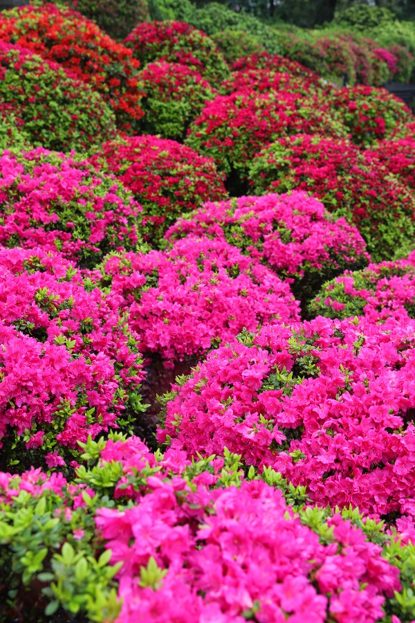 Nezu Shrine Azaleas