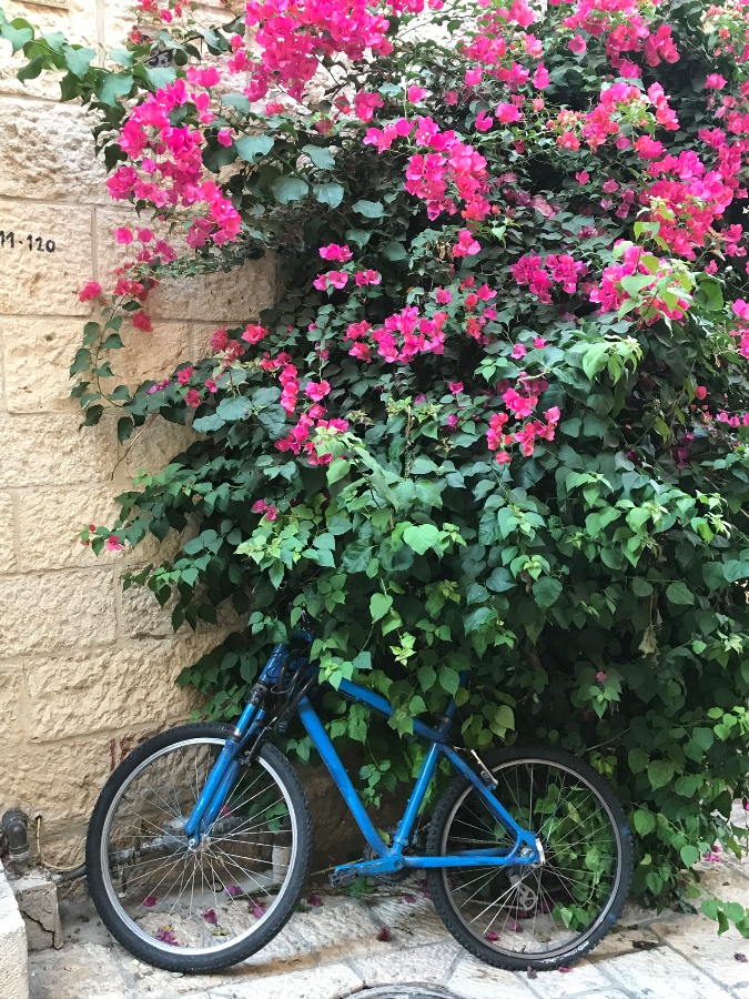 Bougainvillea and Bicycle