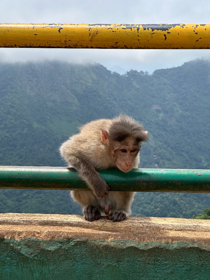 Monkey at Coonoor Viewpoint