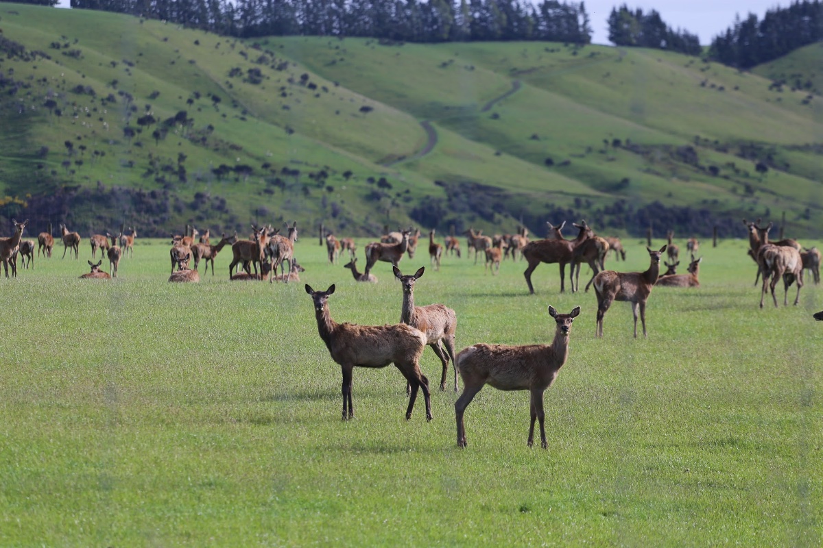 Herd of Deer in Te Anau