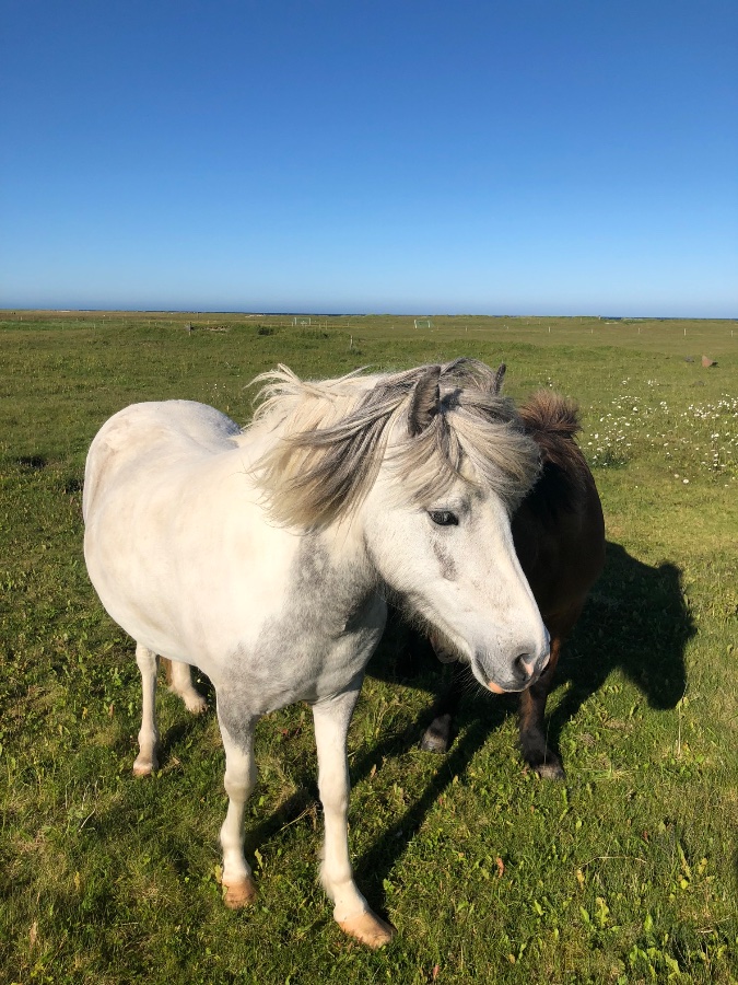 Icelandic Horses
