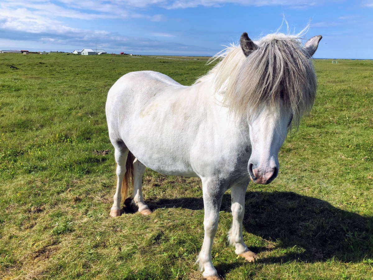Icelandic Horse