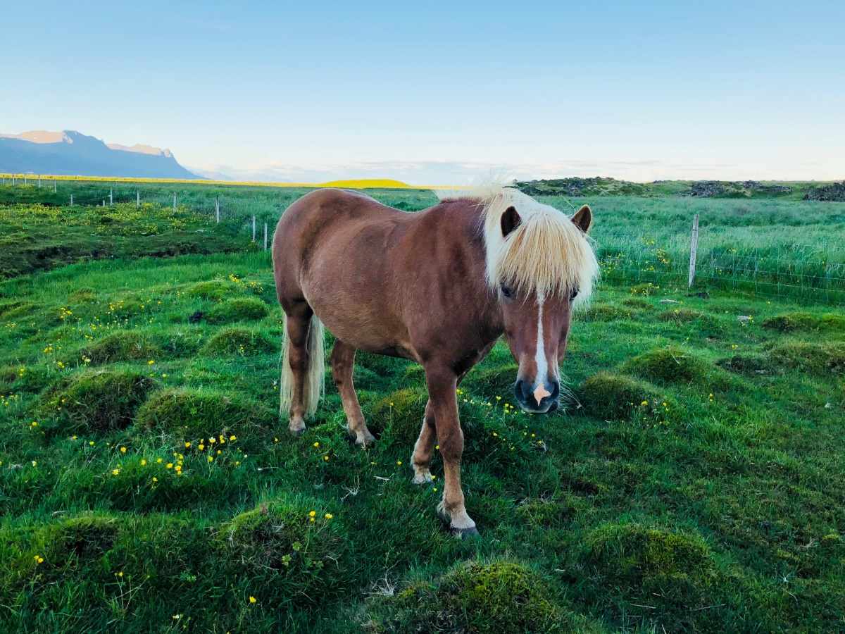Icelandic Horse in Scenic Pasture