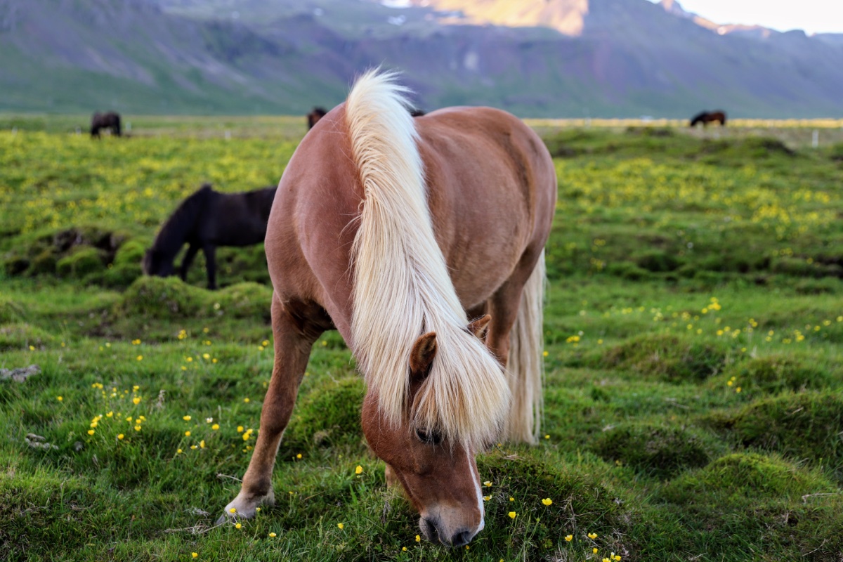 Icelandic Horse Grazing