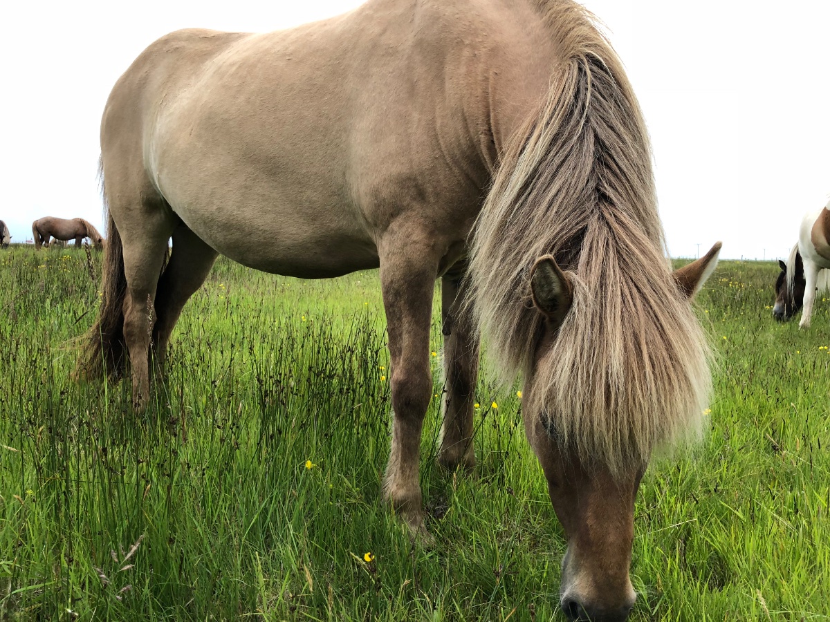 Icelandic Horses Grazing
