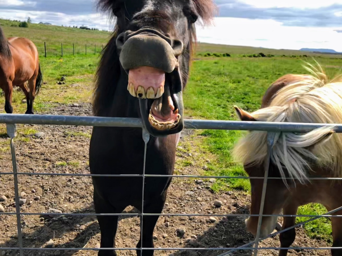 Icelandic Horses