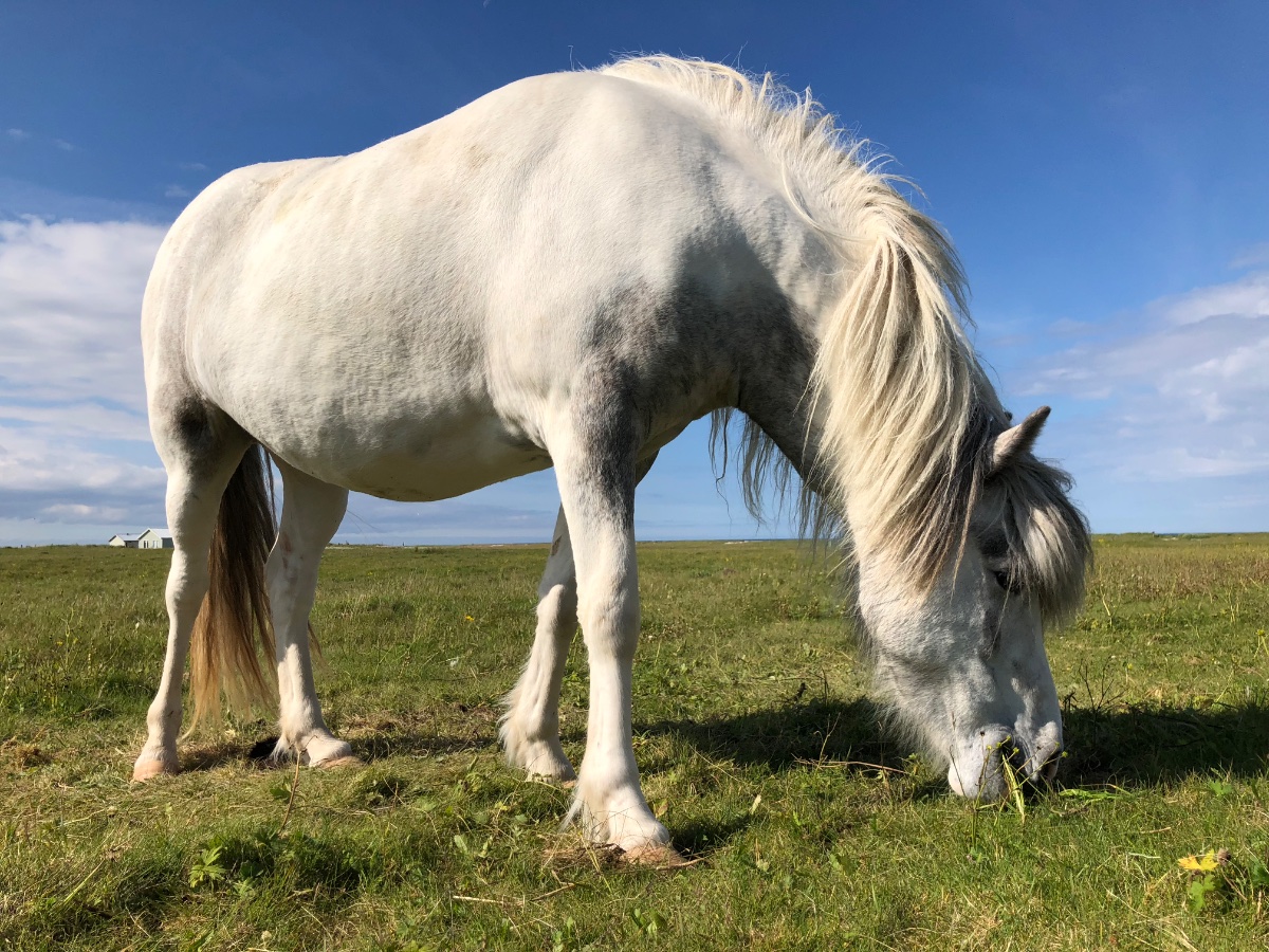 Icelandic Horse Grazing