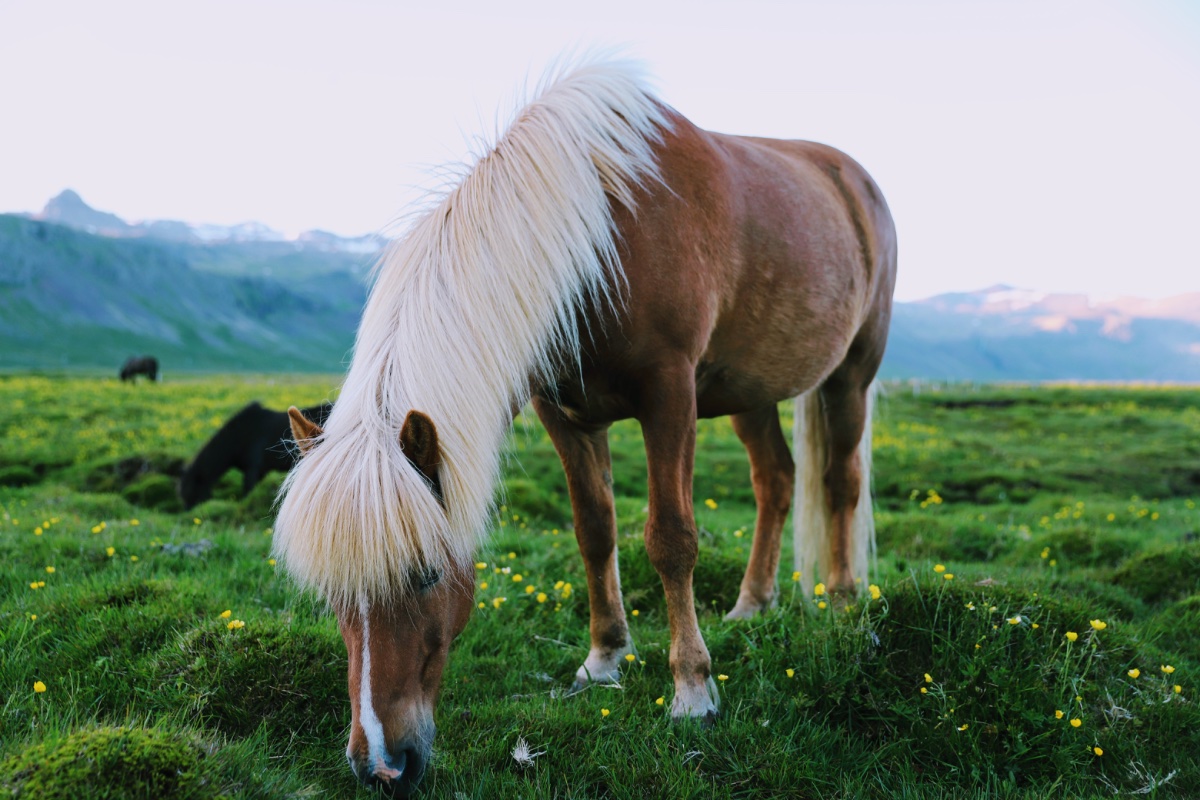 Icelandic Horse Grazing