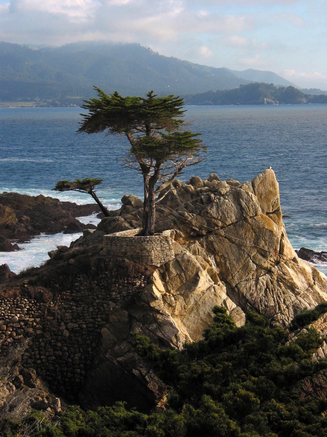 Lone Cypress