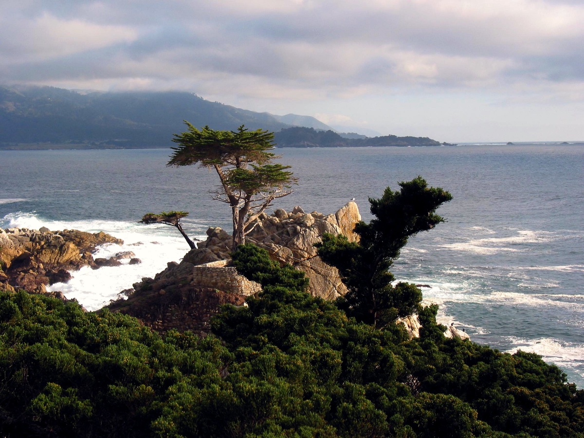 Lone Cypress Tree