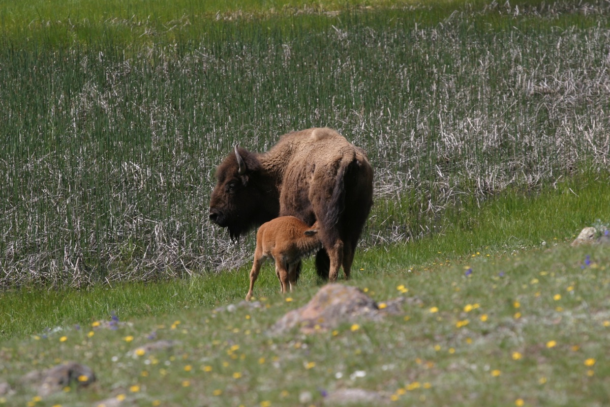 Bison and Calf in Meadow