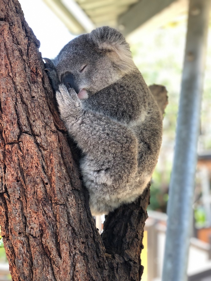 Sleeping Koala